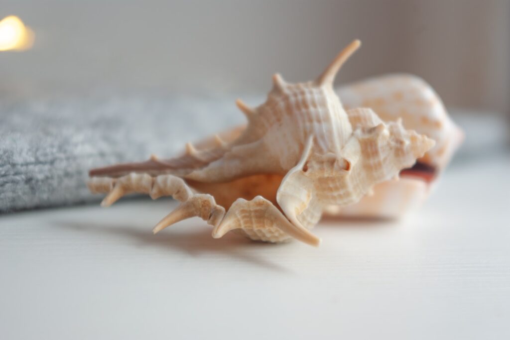 white and brown seashell on white surface
